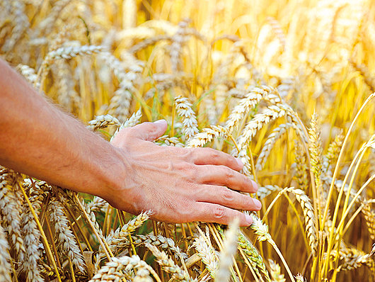 Hand streift über Weizenfeld.